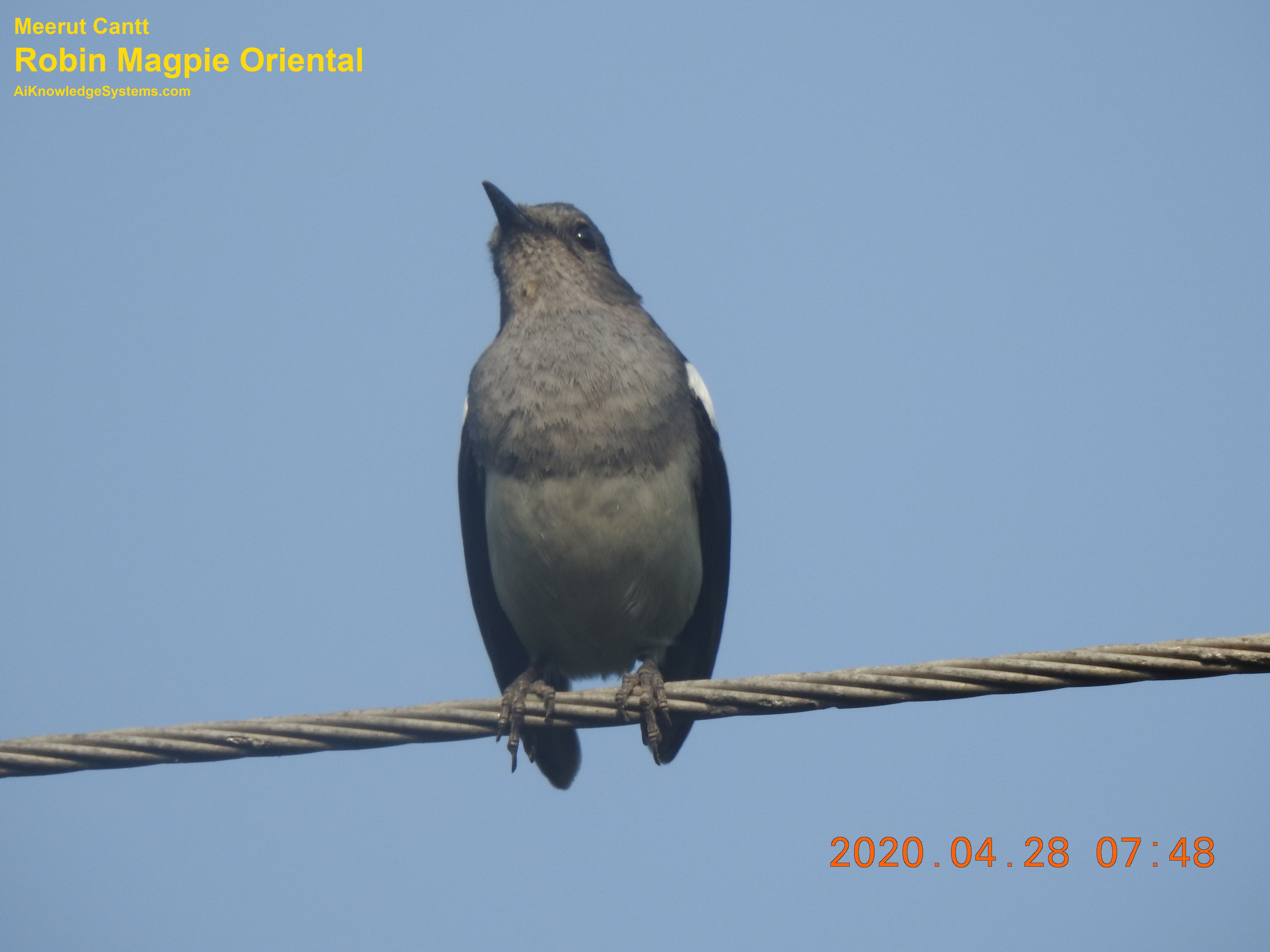 Magpie Robin (79) Coming Soon